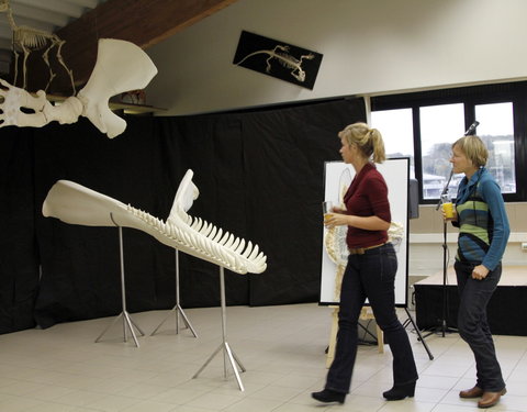 Inhuldiging spectaculaire nieuwe preparaten in het Museum Morfologie (faculteit Diergeneeskunde): een onderkaak, flipper en enke