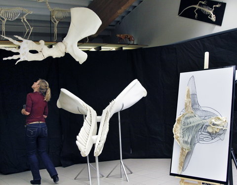 Inhuldiging spectaculaire nieuwe preparaten in het Museum Morfologie (faculteit Diergeneeskunde): een onderkaak, flipper en enke