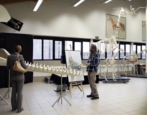 Inhuldiging spectaculaire nieuwe preparaten in het Museum Morfologie (faculteit Diergeneeskunde): een onderkaak, flipper en enke