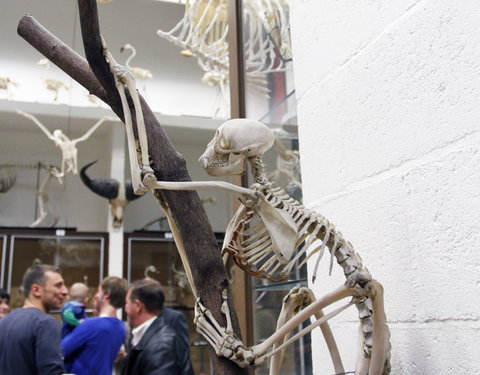 Inhuldiging spectaculaire nieuwe preparaten in het Museum Morfologie (faculteit Diergeneeskunde): een onderkaak, flipper en enke