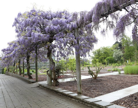 Uitreiking institutioneel eredoctoraat in Plantentuin-28146