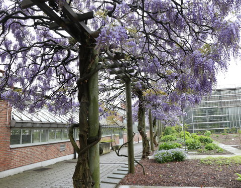 Uitreiking institutioneel eredoctoraat in Plantentuin-28147