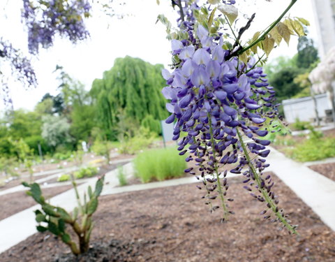 Uitreiking institutioneel eredoctoraat in Plantentuin-28152