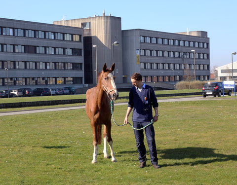 Sfeerbeeld faculteit Diergeneeskunde-40560