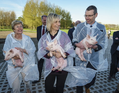 UGent, HoGent en ILVO openen een gemeenschappelijke onderwijs- en onderzoeksvarkensstal-52304