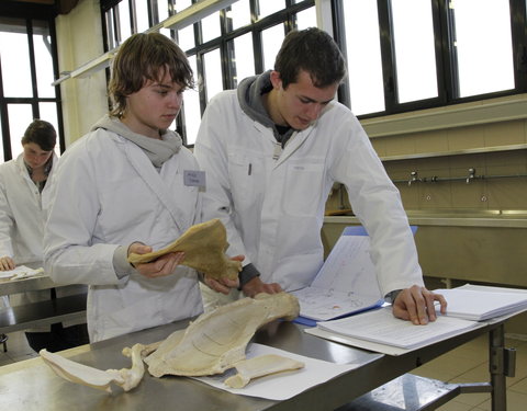 Practicum in de faculteit Diergeneeskunde-54843