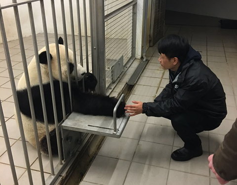 Kunstmatige inseminatie van pandawijfje Hao Hao in Pairi Daiza