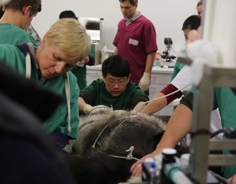 Kunstmatige inseminatie van het pandawijfje Hao Hao in Pairi Daiza-61308