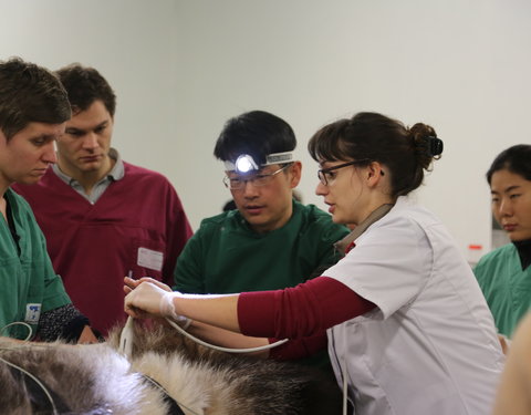 Kunstmatige inseminatie van het pandawijfje Hao Hao in Pairi Daiza-61309