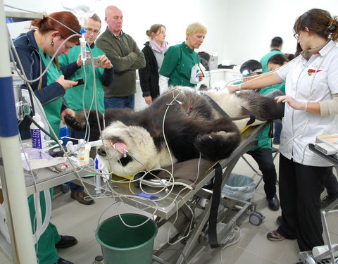 Kunstmatige inseminatie van het pandawijfje Hao Hao in Pairi Daiza-61311