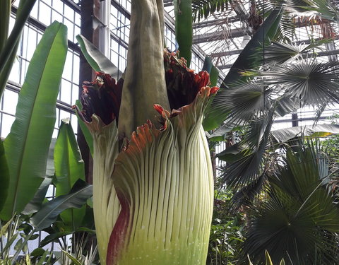 Bloei reuzenaronskelk in Plantentuin