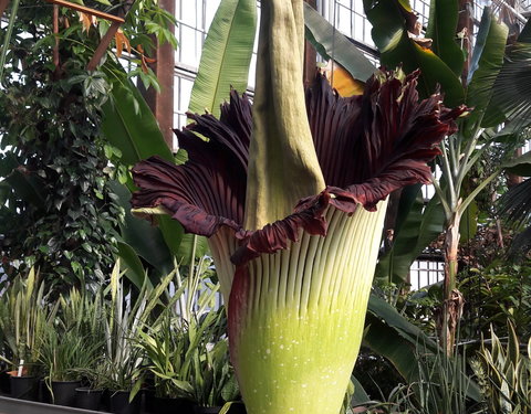 Bloei reuzenaronskelk in Plantentuin