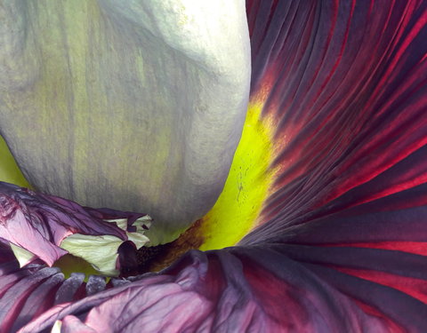 Bloei reuzenaronskelk in Plantentuin