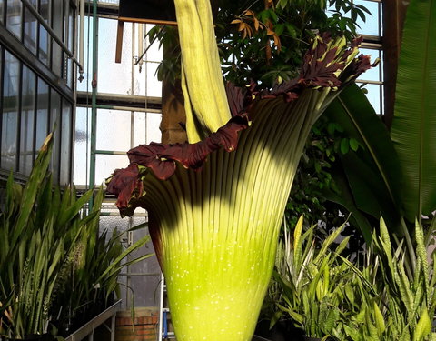 Bloei reuzenaronskelk in Plantentuin