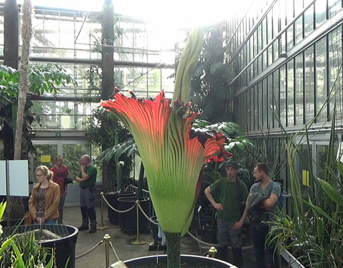 Bloei reuzenaronskelk in Plantentuin