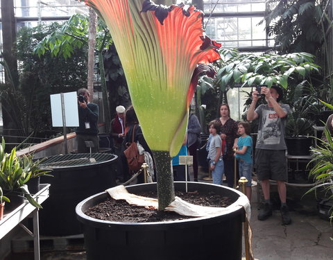 Bloei reuzenaronskelk in Plantentuin