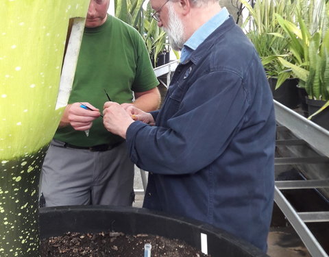 Bloei reuzenaronskelk in Plantentuin