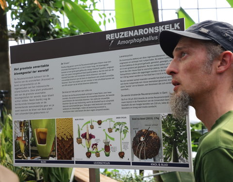 Bloei reuzenaronskelk in Plantentuin