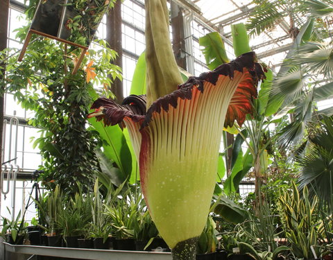 Bloei reuzenaronskelk in Plantentuin