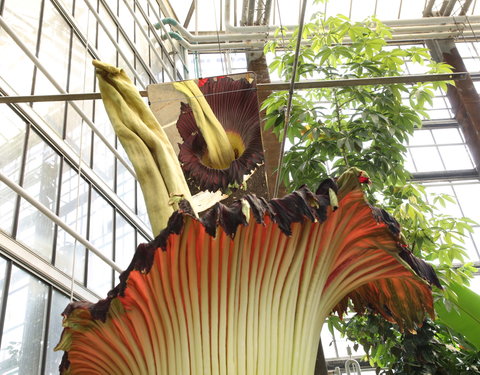 Bloei reuzenaronskelk in Plantentuin