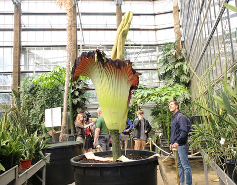 Bloei reuzenaronskelk in Plantentuin