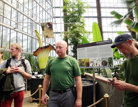 Bloei reuzenaronskelk in Plantentuin