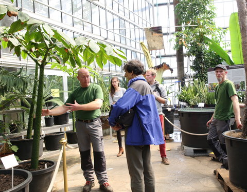 Bloei reuzenaronskelk in Plantentuin