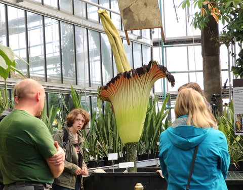 Bloei reuzenaronskelk in Plantentuin