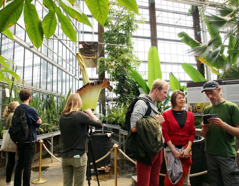 Bloei reuzenaronskelk in Plantentuin