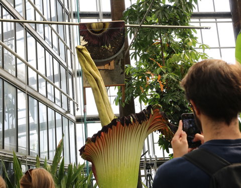 Bloei reuzenaronskelk in Plantentuin