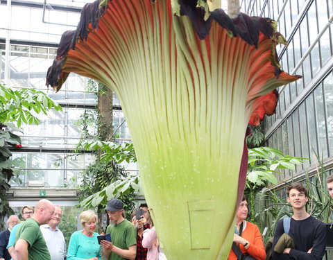 Bloei reuzenaronskelk in Plantentuin