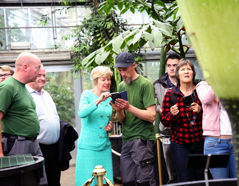 Bloei reuzenaronskelk in Plantentuin