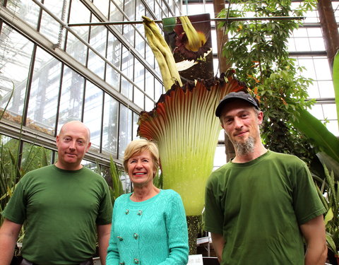 Bloei reuzenaronskelk in Plantentuin