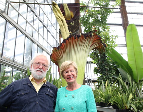 Bloei reuzenaronskelk in Plantentuin