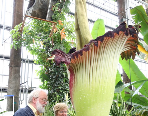 Bloei reuzenaronskelk in Plantentuin