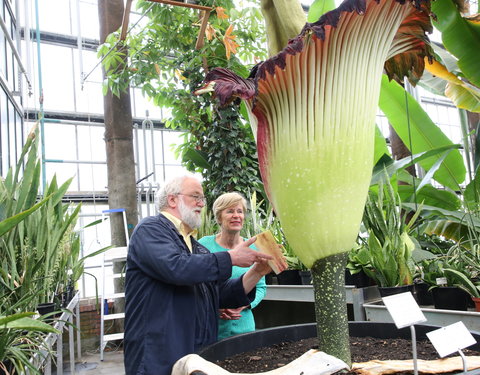 Bloei reuzenaronskelk in Plantentuin