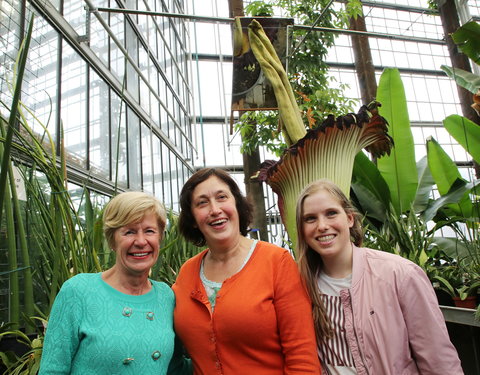 Bloei reuzenaronskelk in Plantentuin