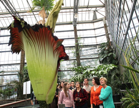 Bloei reuzenaronskelk in Plantentuin