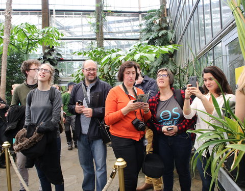 Bloei reuzenaronskelk in Plantentuin