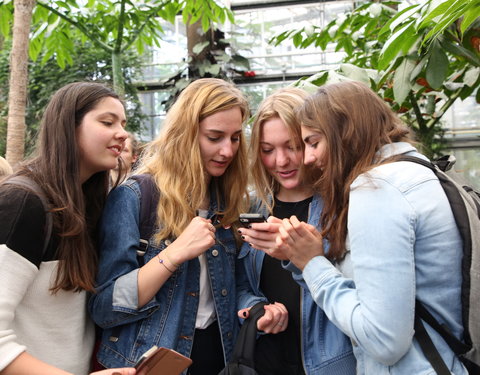 Bloei reuzenaronskelk in Plantentuin