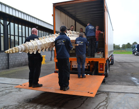 Transport skelet vinvis van faculteit Diergeneeskunde naar Sint-Baafskathedraal in kader van tentoonstelling Out of the Box