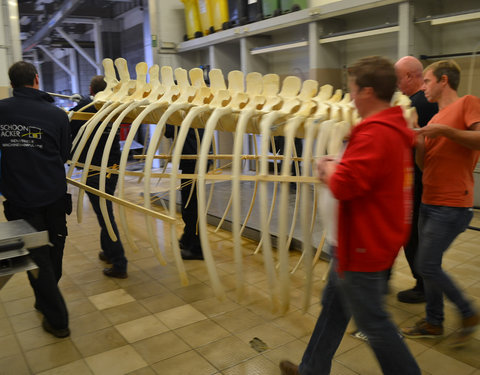 Transport skelet vinvis van faculteit Diergeneeskunde naar Sint-Baafskathedraal in kader van tentoonstelling Out of the Box