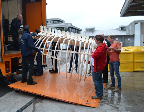 Transport skelet vinvis van faculteit Diergeneeskunde naar Sint-Baafskathedraal in kader van tentoonstelling Out of the Box