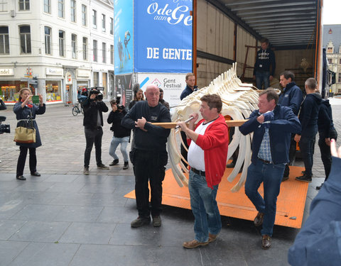 Transport skelet vinvis van faculteit Diergeneeskunde naar Sint-Baafskathedraal in kader van tentoonstelling Out of the Box