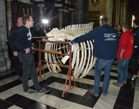 Transport skelet vinvis van faculteit Diergeneeskunde naar Sint-Baafskathedraal in kader van tentoonstelling Out of the Box