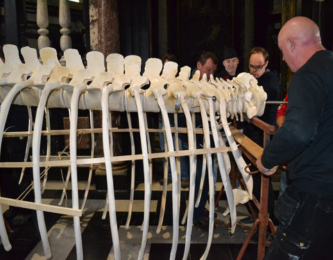 Transport skelet vinvis van faculteit Diergeneeskunde naar Sint-Baafskathedraal in kader van tentoonstelling Out of the Box