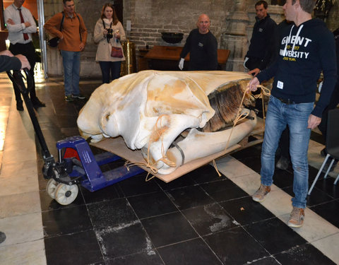 Transport skelet vinvis van faculteit Diergeneeskunde naar Sint-Baafskathedraal in kader van tentoonstelling Out of the Box