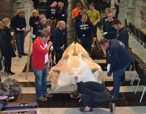 Transport skelet vinvis van faculteit Diergeneeskunde naar Sint-Baafskathedraal in kader van tentoonstelling Out of the Box