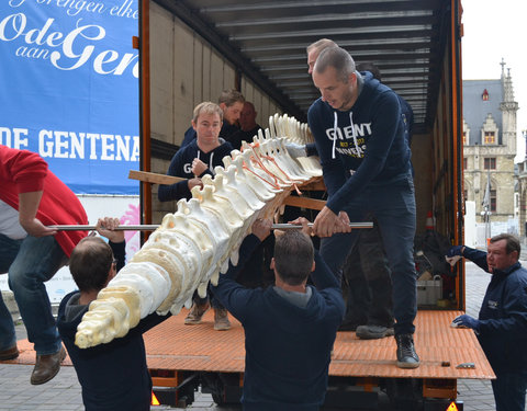 Transport skelet vinvis van faculteit Diergeneeskunde naar Sint-Baafskathedraal in kader van tentoonstelling Out of the Box