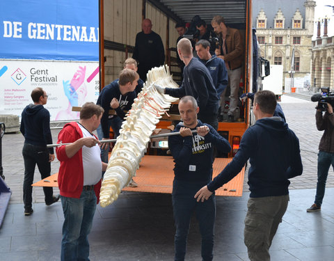 Transport skelet vinvis van faculteit Diergeneeskunde naar Sint-Baafskathedraal in kader van tentoonstelling Out of the Box